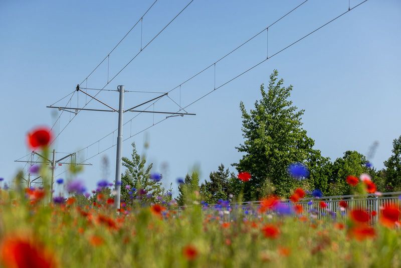 Kwietna łąka wzdluż torowiska